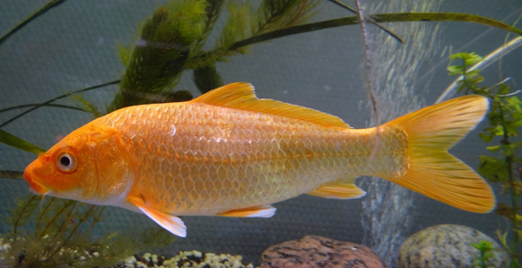 水產養(yǎng)殖范疇 